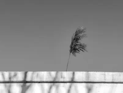 Casino Classy Slots Farsímaforrit